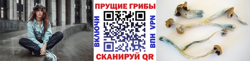 Галлюциногенные грибы Psilocybine cubensis  Тырныауз 